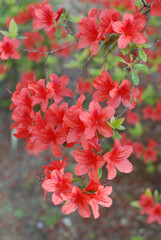 royal azalea blossom approaching as bright