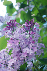 You are the eternal scent of lilac