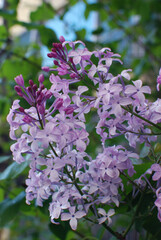 You are the eternal scent of lilac