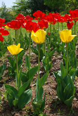 Confession of love through Tulip