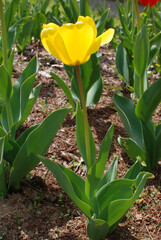 Confession of love through Tulip