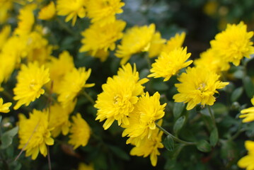 Chrysanthemum is the representative flower of autumn.