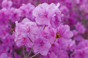 Azalea flowers that announce the news of spring