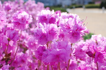 Azalea flowers that announce the news of spring