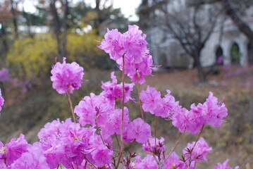 Azalea flowers that announce the news of spring