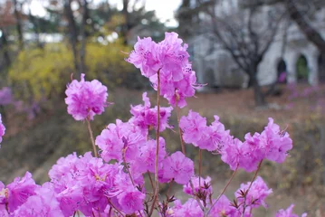 Plexiglas foto achterwand Azalea flowers that announce the news of spring © seongyong