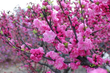 The peach blossom is pink