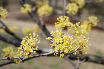 Yellow flowers blooming in early spring