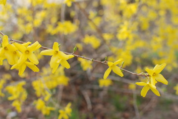 Yellow forsythia in full bloom