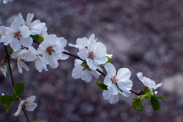 The cherry blossoms, white like snow, bloomed beautifully.