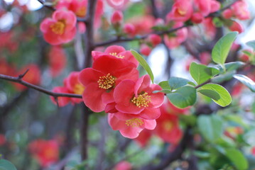 A flower like an innocent lady