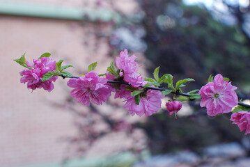 The peach blossom is pink