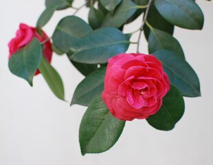When the camellia flowers bloom