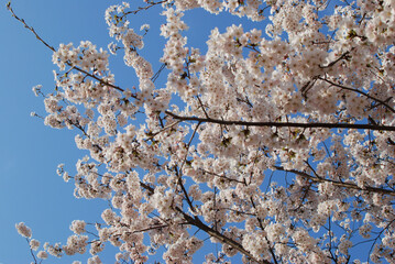 Spring is always thrilling when cherry blossoms bloom
