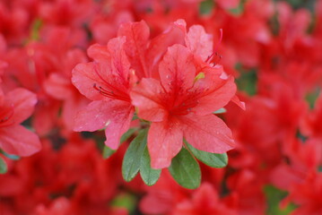 royal azalea blossom approaching as bright