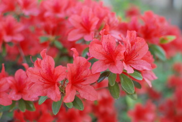 royal azalea blossom approaching as bright