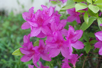 royal azalea blossom approaching as bright
