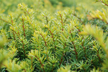 Rosemary is a fragrant herb