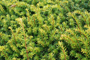 Rosemary is a fragrant herb