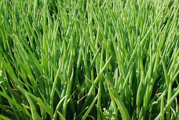 Fototapeta na wymiar spring onion is widely used as a food ingredient