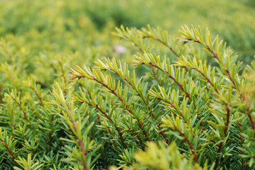 Rosemary is a fragrant herb