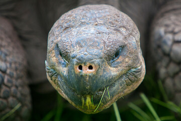 Giant Galapagos land turtle, eating grass in El Chato Tortoise Reserve. Galapagos islands 2015.
