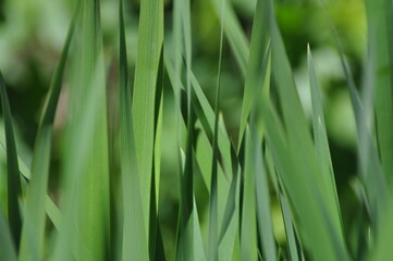 Fototapeta na wymiar Grass blades