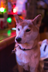Japanese traditional dog (shiba inu dog) late at night in a Bar in Tokyo, Japan.
