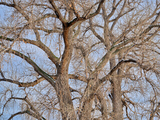 Giant cottonwood tree without leaves in early spring, a native tree to Colorado Plains, also the State tree of Wyoming, Nebraska, and Kansas