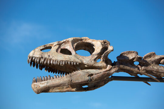 Dinosaur's skeleton detail with blue sky in Ischigualasto National Park, Argentina