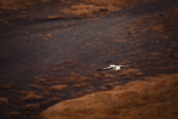 seagull on the beach