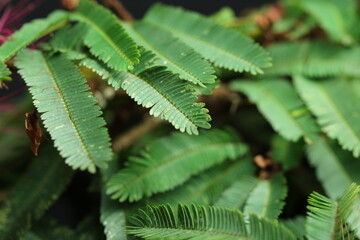 Macro photography of a Calliandra (Calliandra harrisii) leaves with a dark background