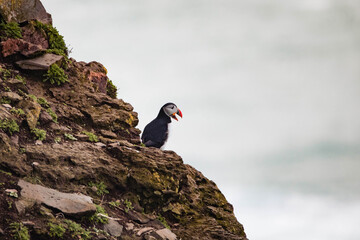 atlantic puffin or common puffin or common puffin