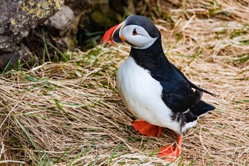 atlantic puffin or common puffin
