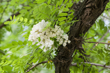 Acacia tree flowers blooming in the spring. Acacia flowers branch with a green background