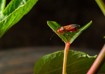An orange winged bug perched on a roselle tree leaf.