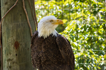american bald eagle