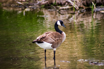 country goose on the water