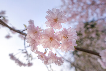 blossom　桜