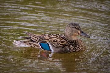 duck on the water