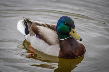 duck on the water