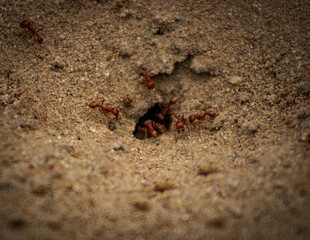 red ant on the ground