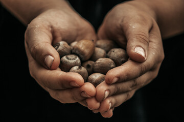 hands filled with acorns