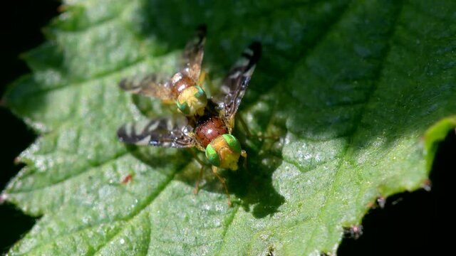 Celery Leaf Mining Fly, Celery Fly, Hogweed Picture-Wing Fly, Euleia heraclei - pair during copulation