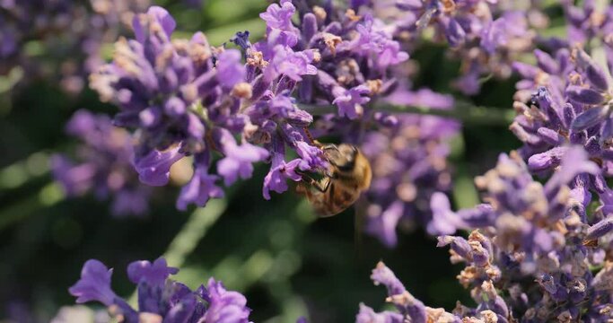 Lavender flower visiter by bees