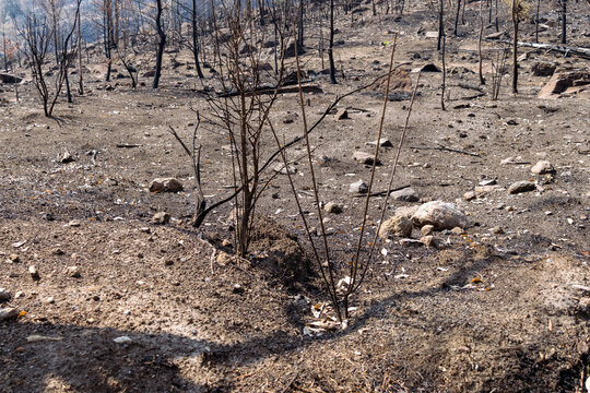 Forest after wildfire