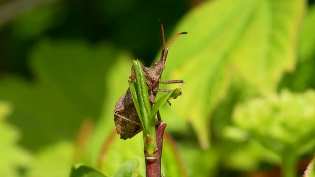 Dock Bug or Dock Leaf Bug, Coreus marginatus