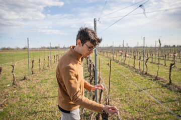 Young Farmer arranges a vine in his vineyard.