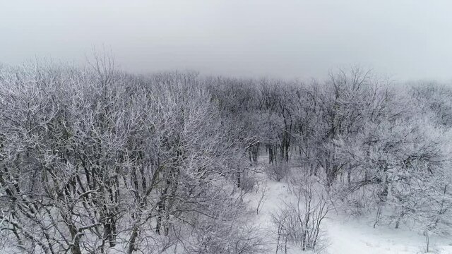 Flying over the forest on a frosty, cold day