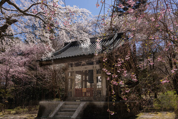 鐘撞堂と桜